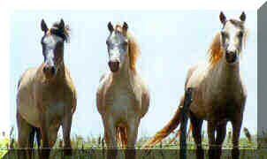 Mares with Diamond